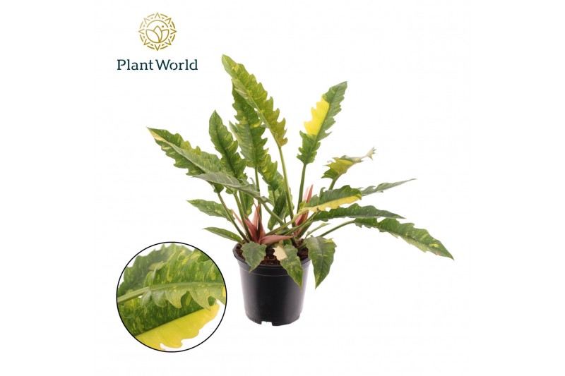 Philodendron Ring of Fire Philodendron narrow Ring of Fire P19 1 pp 