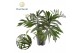 Philodendron Philodendron Mayoi1 pp 