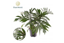 Philodendron Philodendron Mayoi1 pp