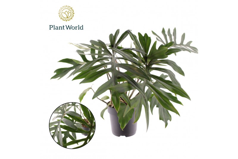 Philodendron Philodendron Mayoi1 pp 