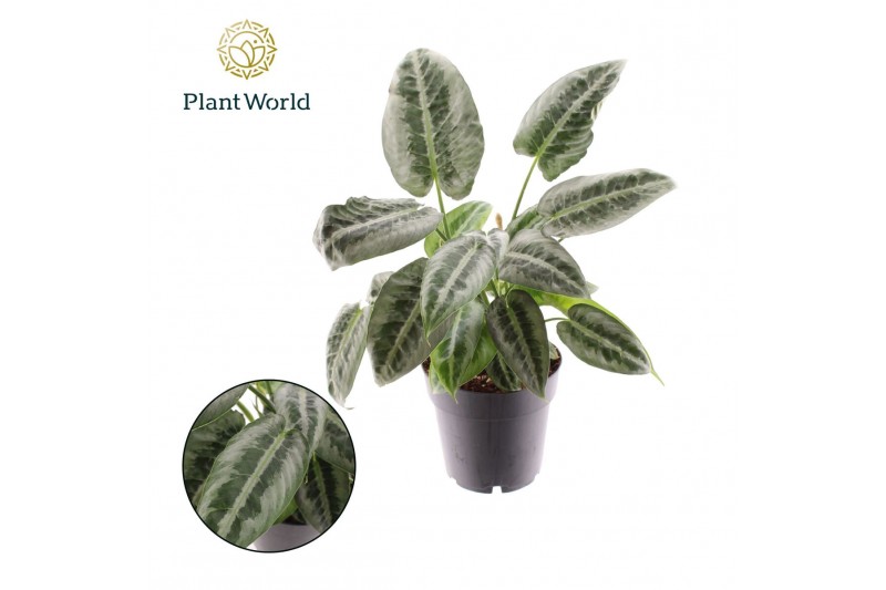 Schismatoglottis wallichii Schismatoglottus Mottleyana 1 pp 1 bl. 