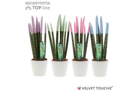 Sansevieria cylindrica Sansevieria VELVET TOUCHZ® Pastel mix In kerami