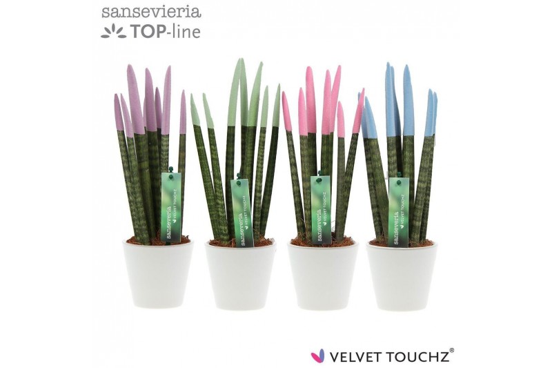 Sansevieria cylindrica Sansevieria VELVET TOUCHZ® Pastel mix In kerami 