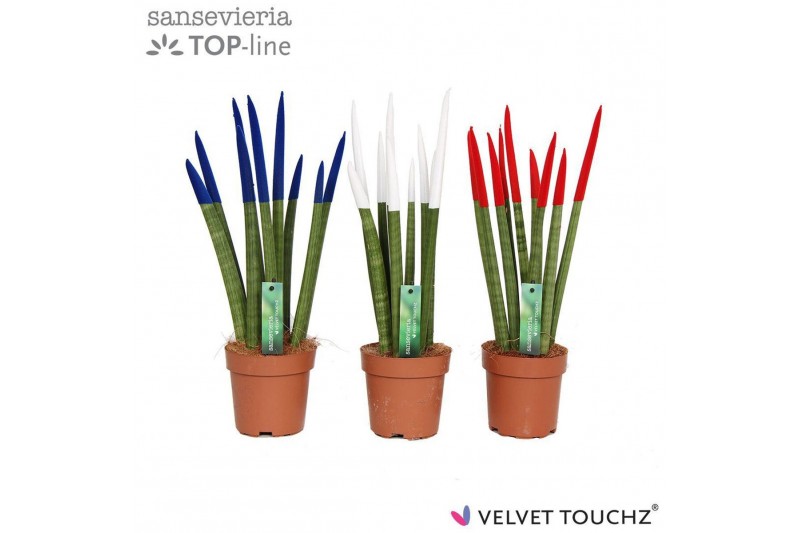 Sansevieria cylindrica Sansevieria VELVET TOUCHZ® Frankrijk/Nederland 