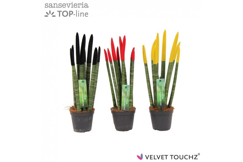 Sansevieria cylindrica Sansevieria VELVET TOUCHZ® Duitsland/Belgie 