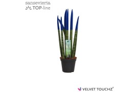 Sansevieria cylindrica Sansevieria VELVET TOUCHZ® Blauw