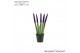 Sansevieria cylindrica Sansevieria VELVET TOUCHZ® Paars 