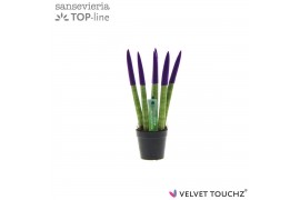 Sansevieria cylindrica Sansevieria VELVET TOUCHZ® Paars