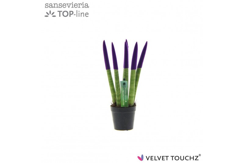Sansevieria cylindrica Sansevieria VELVET TOUCHZ® Paars 