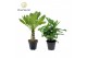 Kamerplanten mix groen Mix california: Monkey Leaf - Brighamia 6 pp 