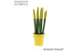 Sansevieria cylindrica Sansevieria VELVET TOUCHZ® Geel in keramiek Ede