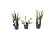 Sansevieria cylindrica Sansevieria mix Happy: Kirkii-Skyline-Mikado 