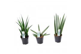 Sansevieria cylindrica Sansevieria mix Happy: Kirkii-Skyline-Mikado