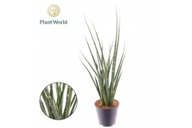 Sansevieria cylindrica Sansevieria Digitorum P12