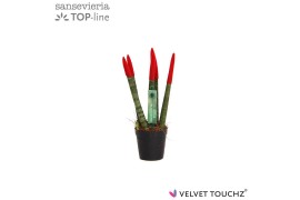 Sansevieria cylindrica Sansevieria VELVET TOUCHZ® Rood