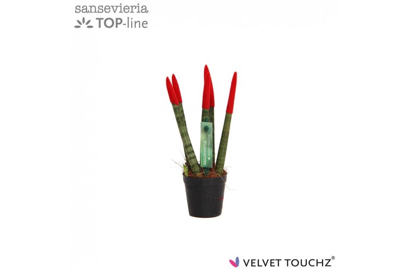 Sansevieria cylindrica Sansevieria VELVET TOUCHZ® Rood 