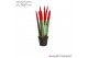 Sansevieria cylindrica Sansevieria VELVET TOUCHZ® Rood 