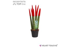 Sansevieria cylindrica Sansevieria VELVET TOUCHZ® Rood