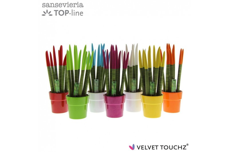 Sansevieria cylindrica Sansevieria VELVET TOUCHZ® Mix in keramiek Edel 