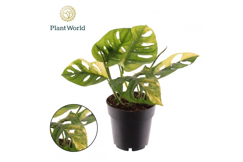 Monstera adansonii aurea Monstera Variegated Aurea P14 2 pp 