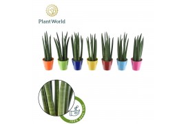 Sansevieria cylindrica Sansevieria cylindrica "Spaghetti in gemixt Rda