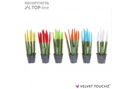 Sansevieria cylindrica Sansevieria VELVET TOUCHZ® Mix P12