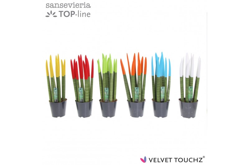 Sansevieria cylindrica Sansevieria VELVET TOUCHZ® Mix P12 