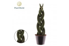 Sansevieria cylindrica Sansevieria cylindrica Twist