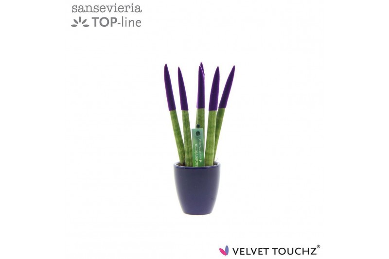 Sansevieria cylindrica Sansevieria VELVET TOUCHZ® Paars in keramiek Os 
