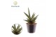 Sansevieria Sansevieria Helios P8,5 1 pp 