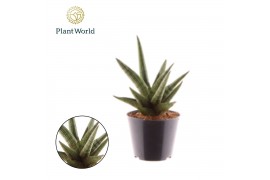 Sansevieria Sansevieria Helios P8,5 1 pp