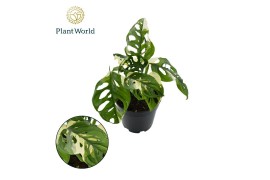 Monstera Monstera obiqua monkey Japanese Tricolour 2 pp