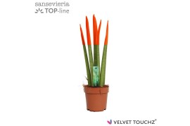 Sansevieria cylindrica Sansevieria VELVET TOUCHZ® Oranje