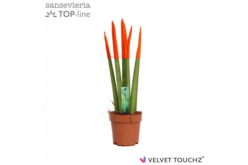 Sansevieria cylindrica Sansevieria VELVET TOUCHZ® Oranje 