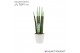 Sansevieria cylindrica Sansevieria VELVET TOUCHZ® Pastel Groen In kera 