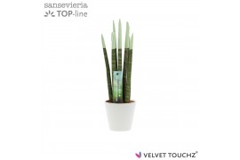 Sansevieria cylindrica Sansevieria VELVET TOUCHZ® Pastel Groen In kera