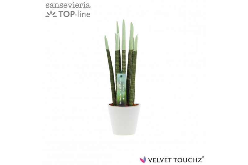 Sansevieria cylindrica Sansevieria VELVET TOUCHZ® Pastel Groen In kera Sansevieria cylindrica Sansevieria VELVET TOUCHZ® Pastel Groen In kera