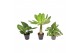 Kamerplanten mix groen Hawaii Mix 1 pp 