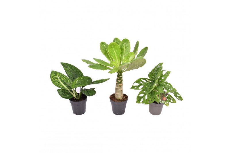 Kamerplanten mix groen Hawaii Mix 1 pp 