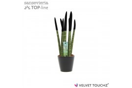 Sansevieria cylindrica Sansevieria VELVET TOUCHZ® Zwart In keramiek Rd
