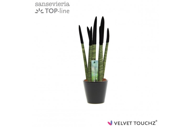 Sansevieria cylindrica Sansevieria VELVET TOUCHZ® Zwart In keramiek Rd 