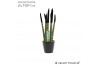 Sansevieria cylindrica Sansevieria VELVET TOUCHZ® Zwart In keramiek Rd