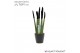 Sansevieria cylindrica Sansevieria VELVET TOUCHZ® Zwart In keramiek Rd 