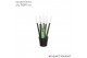 Sansevieria cylindrica Sansevieria VELVET TOUCHZ® Wit 