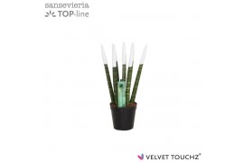 Sansevieria cylindrica Sansevieria VELVET TOUCHZ® Wit