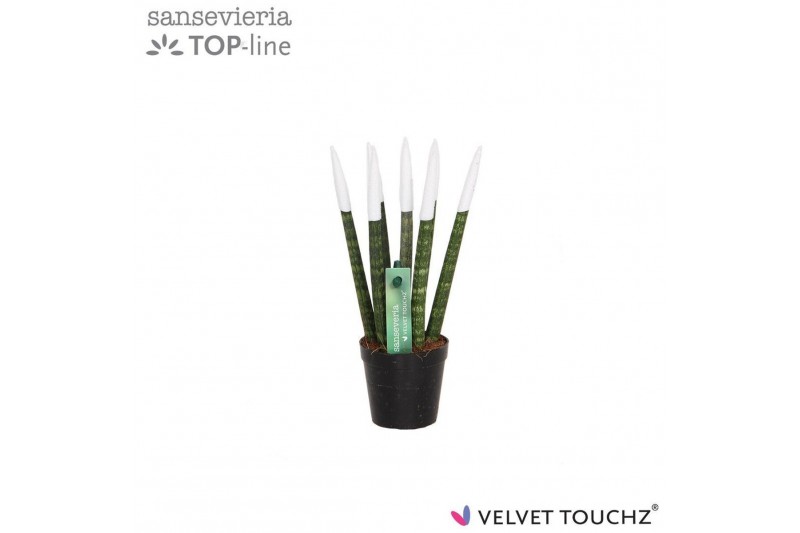 Sansevieria cylindrica Sansevieria VELVET TOUCHZ® Wit Sansevieria cylindrica Sansevieria VELVET TOUCHZ® Wit