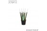 Sansevieria cylindrica Sansevieria VELVET TOUCHZ® Wit
