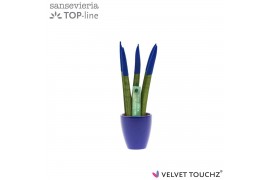 Sansevieria cylindrica Sansevieria VELVET TOUCHZ® Blauw in keramiek Os