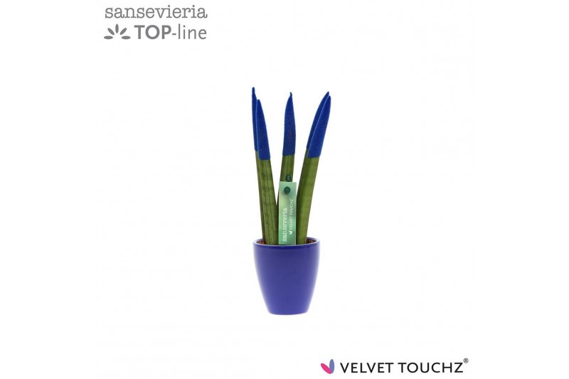 Sansevieria cylindrica Sansevieria VELVET TOUCHZ® Blauw in keramiek Os Sansevieria cylindrica Sansevieria VELVET TOUCHZ® Blauw in keramiek Os