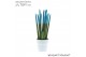 Sansevieria cylindrica Sansevieria VELVET TOUCHZ® Aqua in keramiek Ede 